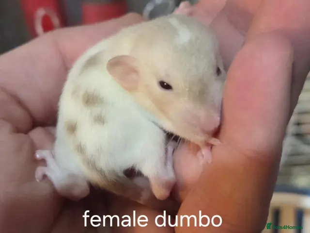 Rat rodents Dumbos and fancy rats sometimes balds. - Advert 1
