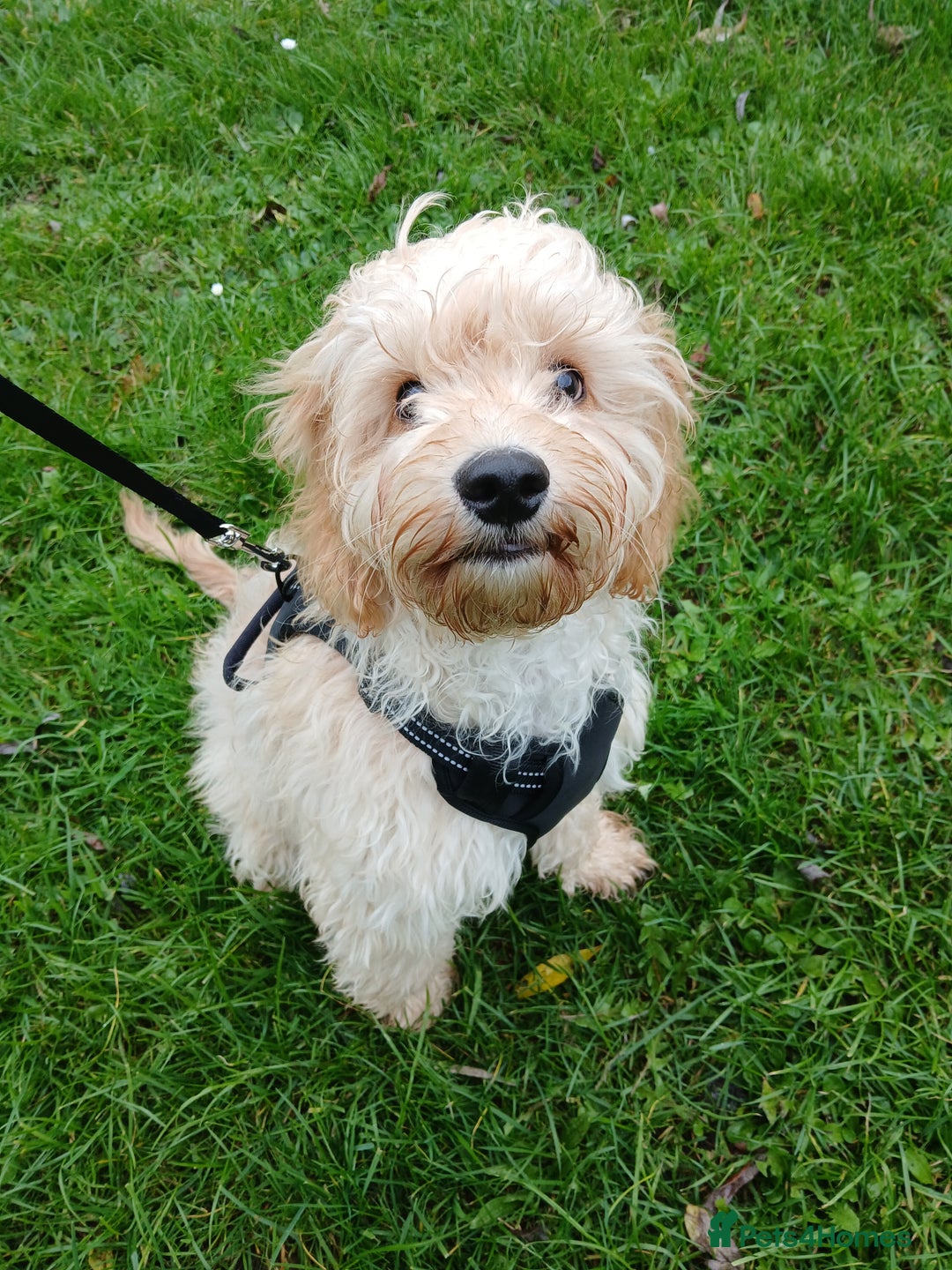Sproodle dogs for sale: Male Toy Cockapoo 7 months old  - Advert 2