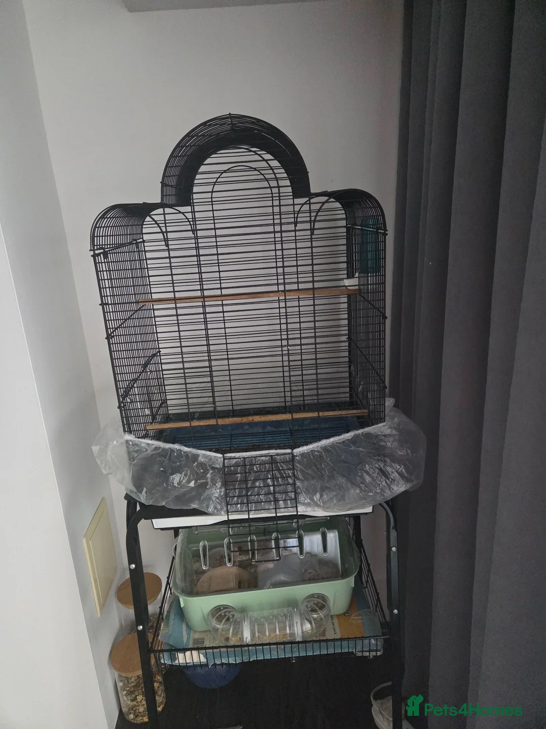 Conures birds for sale: Pineapple Green-cheeked Conure for Sale 🦜 in Basildon - Advert 4