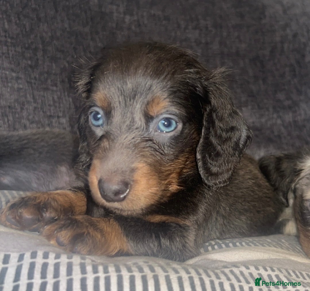 Dachshund dogs for sale:  dachshunds puppies  - Advert 5