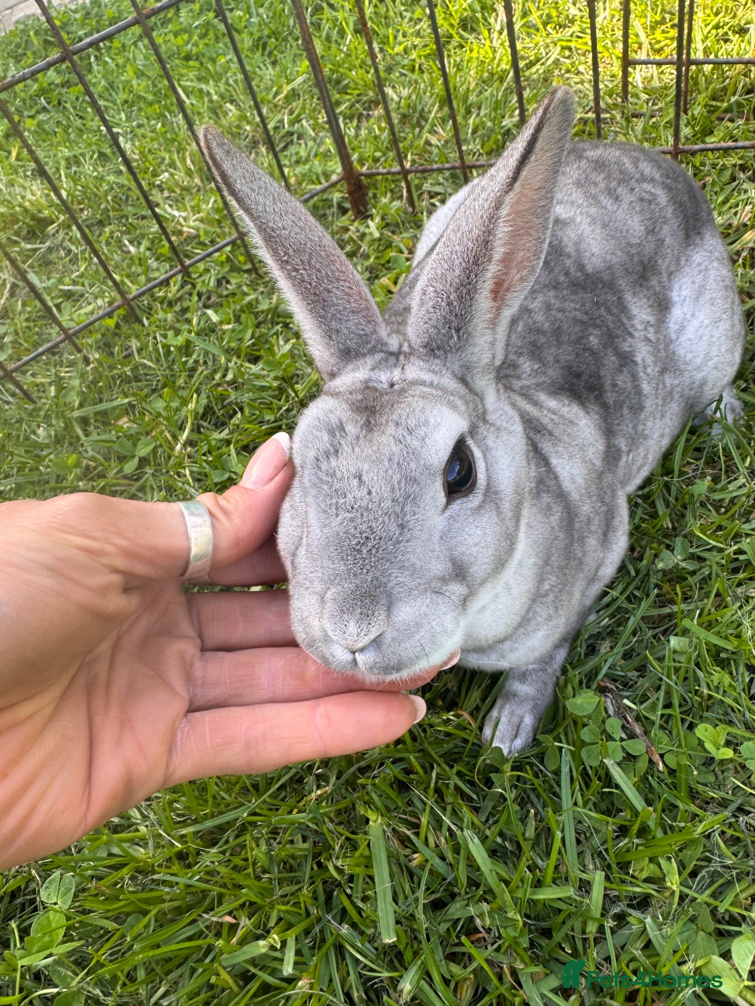 Rex rabbits Mini Rex Bunnies - Vienna & chinchilla Rex  - Advert 1