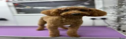 Toy Poodle dogs for stud: KC Pedigree Red Toy Poodle for Stud - Advert 11
