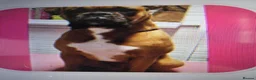 Boxer dogs for sale: KC Reg Boxer Puppies  - Advert 4