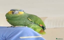 Parrots birds for sale: 2 Year old Amazon Parrot  - Image 2
