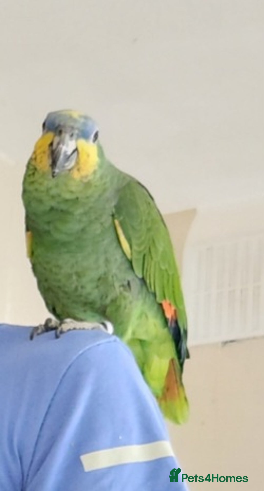 Parrots birds for sale: 2 Year old Amazon Parrot  - Image 2
