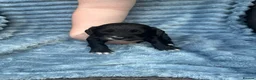 Cockapoo dogs for sale: Cockapoo puppies in Bishop Auckland - Advert 17