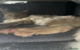 Maine Coon cats for sale: 💖 Maine Coon Kitten Boy Looking for a new home  - Image 13