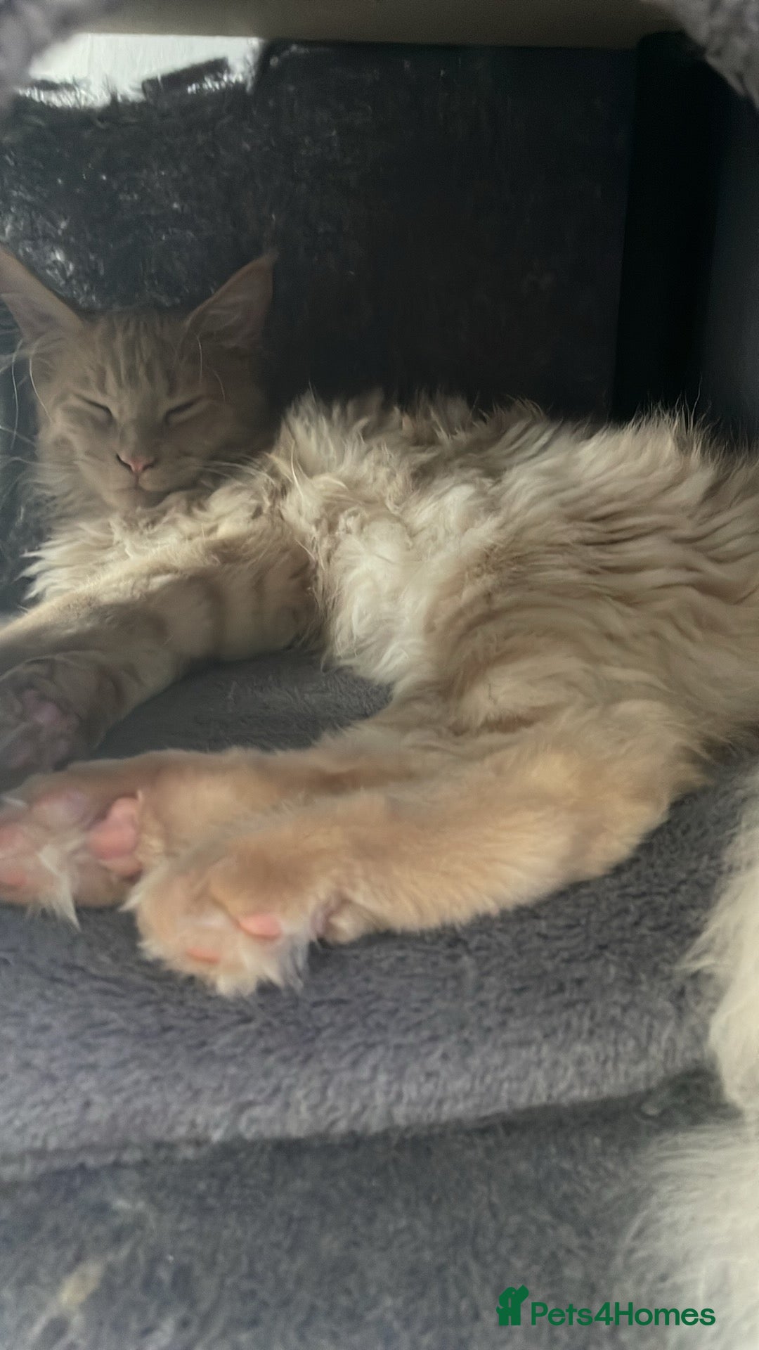 Maine Coon cats for sale: 💖 Maine Coon Kitten Boy Looking for a new home  - Image 13