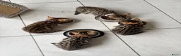 Bengal cats for sale: Quality Bengal kittens in Harrow - Advert 13