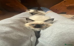 Ragdoll cats for sale: GCCF Registered Kittens - Image 9