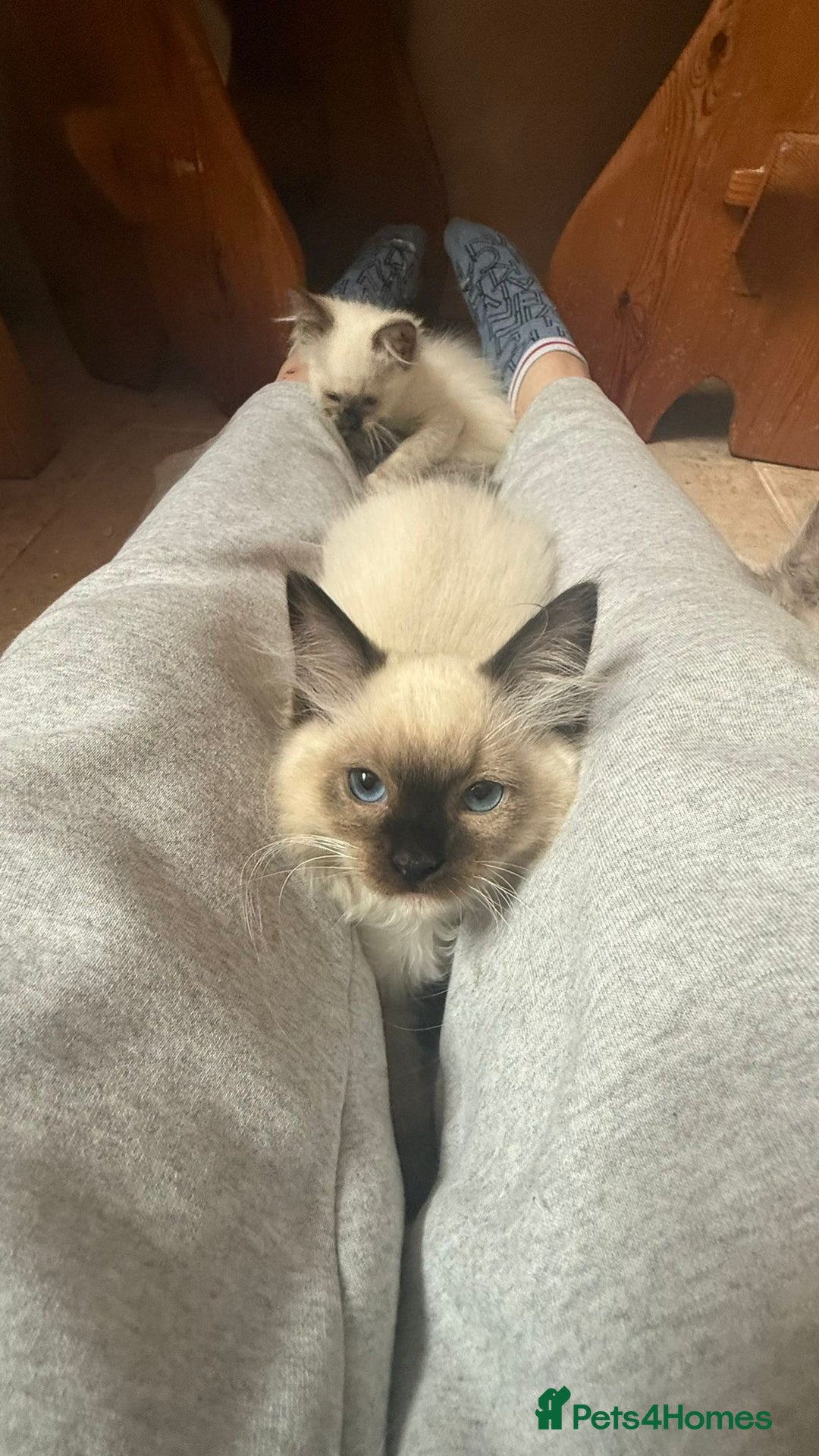 Ragdoll cats for sale: GCCF Registered Kittens - Image 9