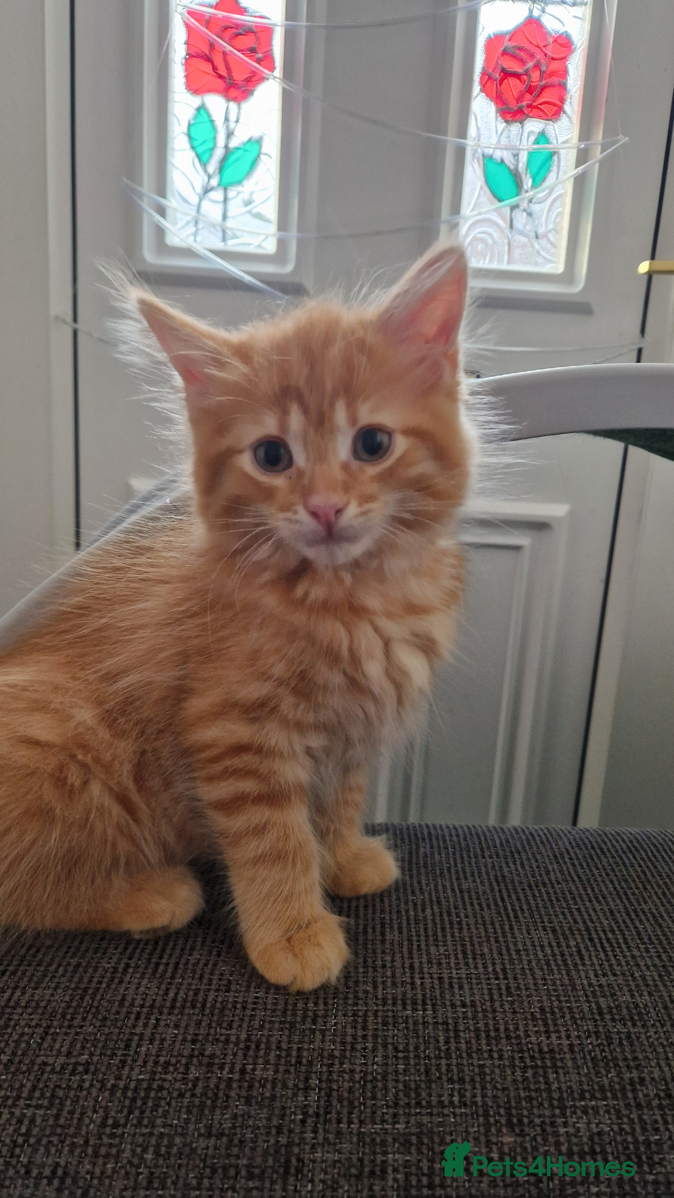 Maine Coon cats Kittens ready for forever home - Advert 6