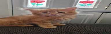Maine Coon 1