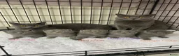British Shorthair cats for sale: Beautiful British Blues  - Advert 17