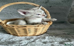 Bengal cats for sale: Stunning bengal kittens for sale to loving home - Image 29