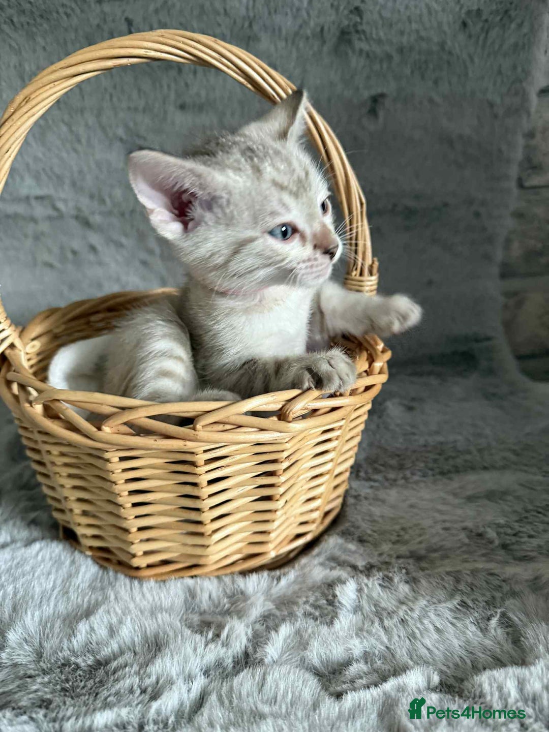 Bengal cats for sale: Stunning bengal kittens for sale to loving home - Image 29