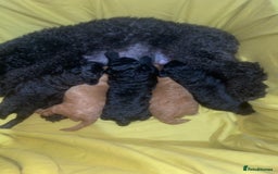 Toy Poodle dogs for sale: KC REG Purebred Stunning Toy Poodle Pups❤️  - Image 17