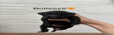 Bullseye