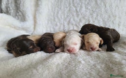 Cockapoo dogs for sale: F1b Cockapoos. Boys & Girls. DNA HEALTH TESTED - Image 25