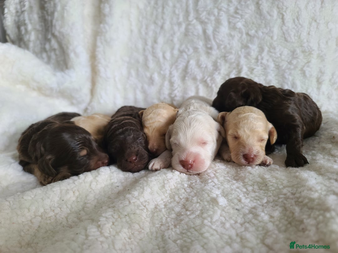 Cockapoo dogs for sale: F1b Cockapoos. Boys & Girls. DNA HEALTH TESTED - Image 25