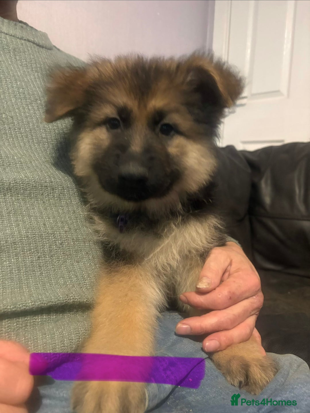 Mixed Breed dogs for sale: 4 stunning German shepherd pups for sale ready now - Advert 19