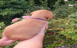 Labrador Retriever dogs for sale: Health Tested Fox Red Puppies for Sale - Image 17
