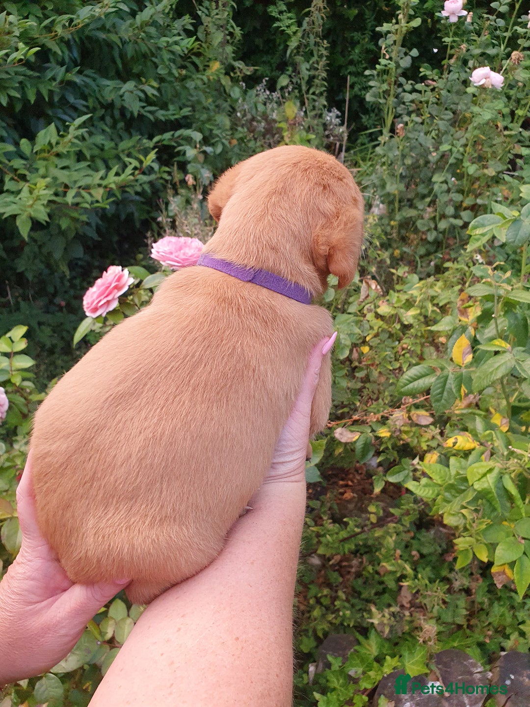 Labrador Retriever dogs for sale: Health Tested Fox Red Puppies for Sale - Image 17