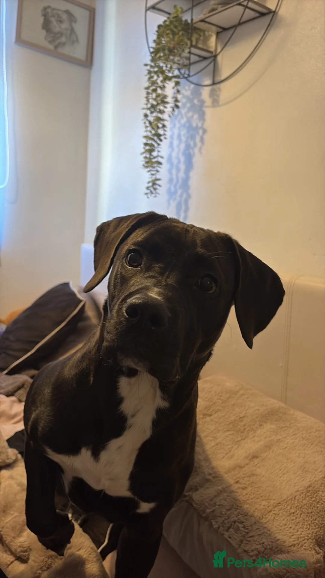 Mixed Breed dogs for sale: Arlo  in Norwich - Advert 2