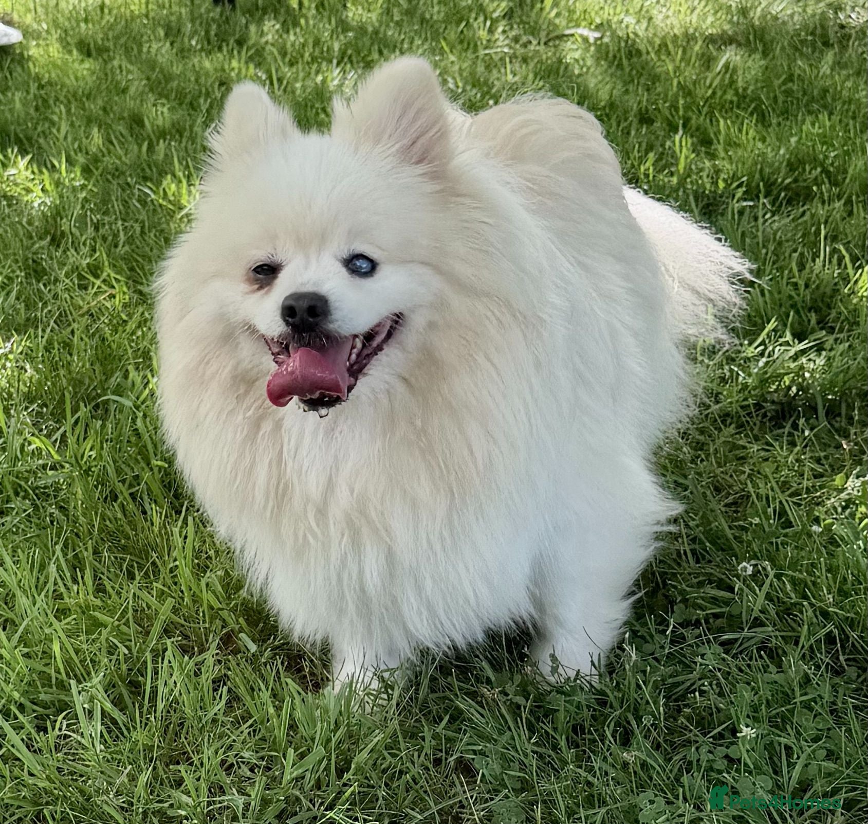 Pomeranian dogs 🐾 PEARL – Female Pomeranian 🐾 - Advert 1