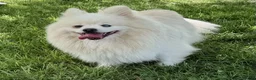 Pomeranian dogs for adoption: 🐾 PEARL – Female Pomeranian 🐾 - Advert 1