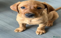 Labrador Retriever dogs for sale: KC Registered MacBruce Fox Red Labrador Puppies  - Image 3
