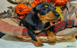 Miniature Dachshund dogs for sale: Beautiful Black & Tan Mini Dachshunds PRA clear - Image 9