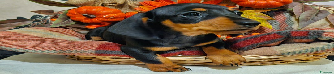 Miniature Dachshund Puppy 3