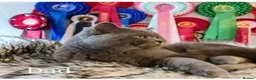 British Shorthair cats for sale:  ** 🎅BritishShorthair kittens GCCF, Full vaccin.  in Mexborough - Advert 2