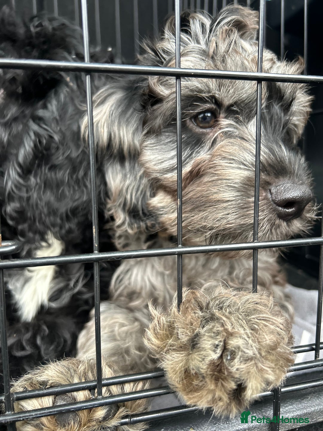Cockapoo dogs for sale: Ready Now Beautiful Cockapoo pups £1000 in Wolverhampton - Image 23