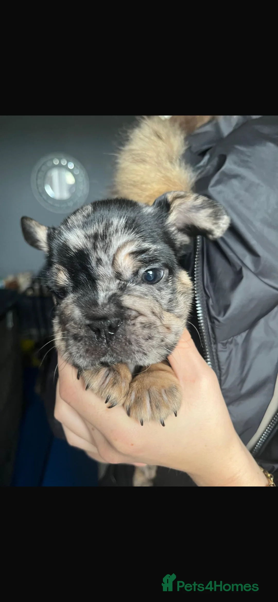 French Bulldog dogs for sale:  **  french bulldog puppy’s 1G 8B in Romford - Advert 2