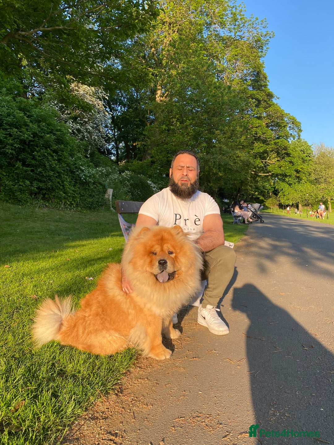 Chow Chow dogs for sale: Chow chow - Advert 21