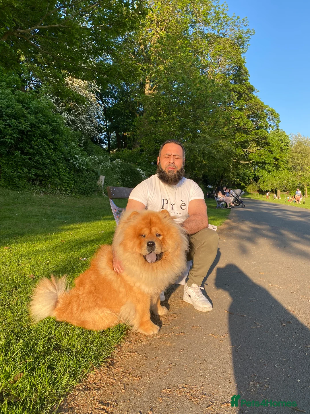 Chow Chow dogs for sale: Chow chow - Advert 21