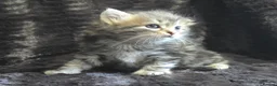 Siberian cats for sale: Pure Siberian kittens  - Advert 3