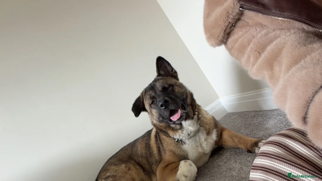 Akita dogs for sale: Maxi  in Pontypridd - Advert 1