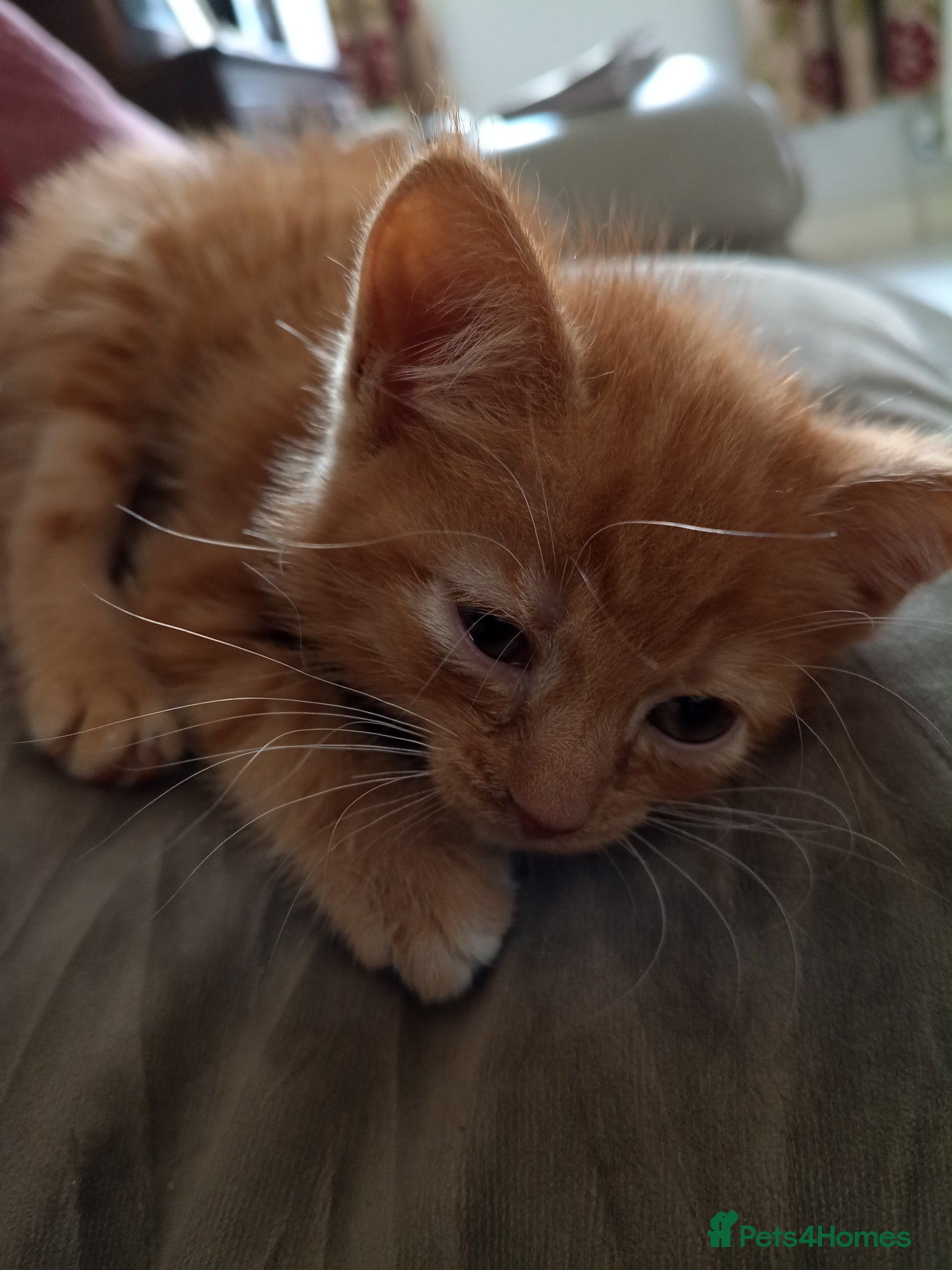 Mixed Breed cats Ready now Gorgeous female kittens available now  - Advert 1