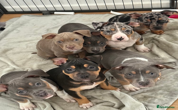 American Bully dogs - Advert 1