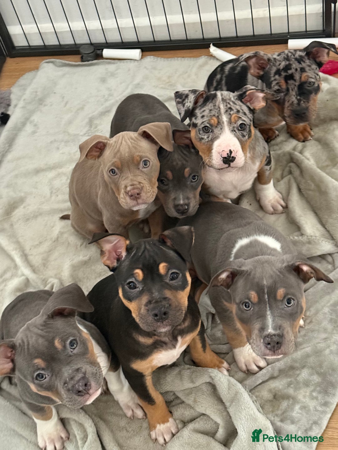 American Bully dogs for sale: 3 furbabies left ! ABKC Classic American Bullys - Advert 1
