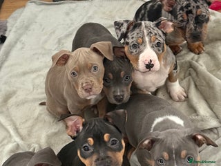 American Bully dogs Classic/standard American Bullys - Advert 4