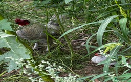 Chickens poultry for sale: Silkie and other chicks,growers and layers - Image 30