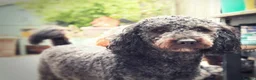 Goldendoodle dogs for stud: Exceptional Rare Colour GoldenDoodle Stud - Advert 4