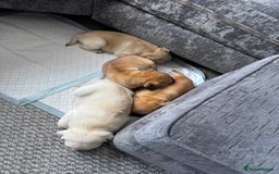 Pug dogs for sale: Beautiful Pug Puppies Male 10weeks old - Image 24
