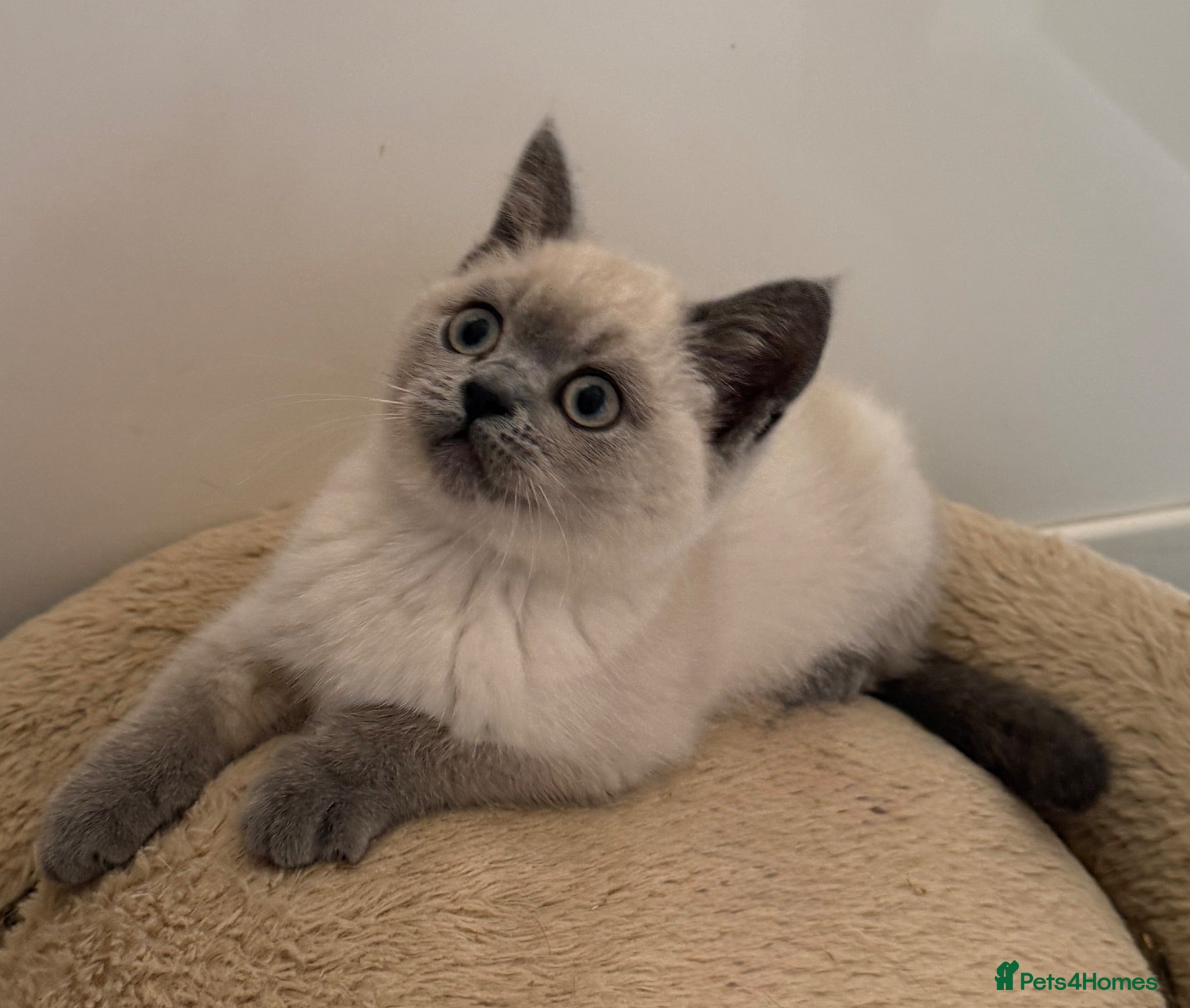 British Shorthair cats GCCF registered beautiful BSH kittens  - Advert 2