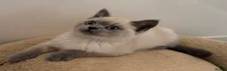 British Shorthair cats for sale: GCCF registered beautiful BSH kittens  - Advert 3