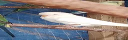Budgerigars birds for sale: 2 pairs of adult budgies  - Advert 4